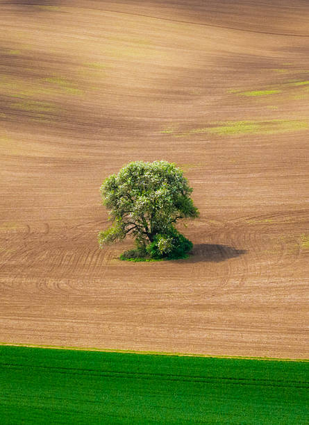 istock Tranquil tree in vast farmland under bright sunlight creates a serene landscape 2219362315