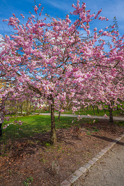 istock Beautiful cherry blossom tree in full bloom in spring park.. 2219362373