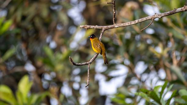 istock Rubigula gularis perched on a branch in nature 2219362843