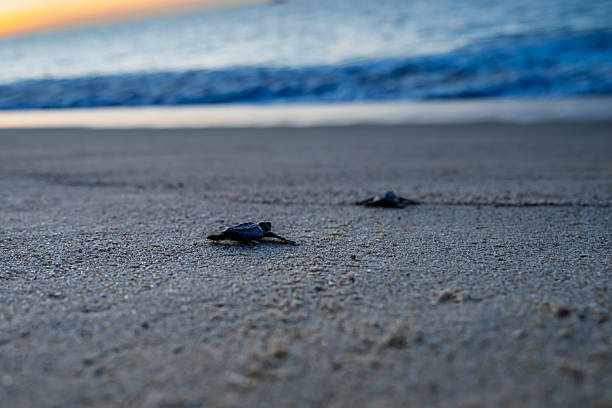 istock Baby turtles crawl across beach 2219363142