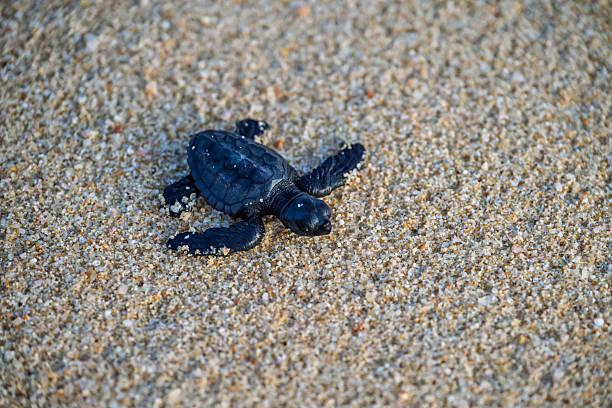istock Baby turtles crawl across beach 2219363164