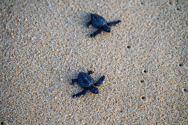 istock Baby turtles crawl across beach 2219363239
