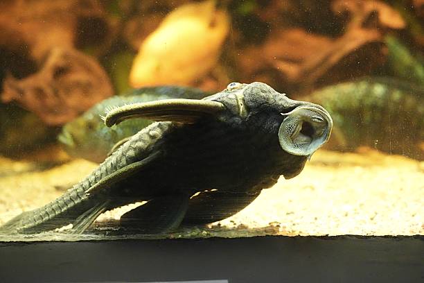 istock The Fish Fish is a fish that acts as a natural window cleaner aquarium. 2219370360