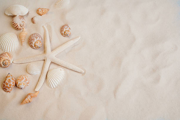istock Seashells and starfish arranged on sandy beach during a sunny day in coastal location 2219371273
