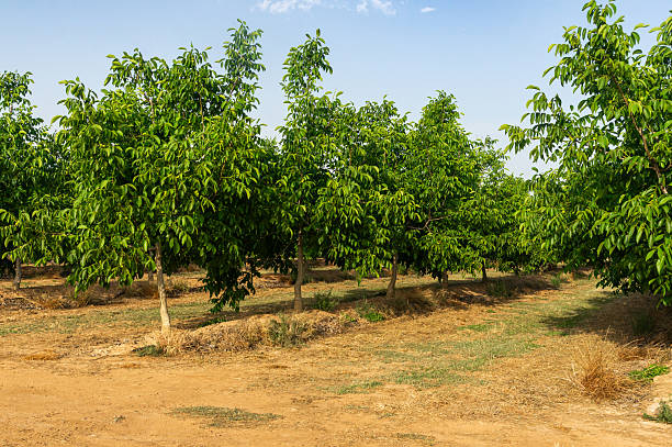 istock Lush Walnut Orchard  Perfectly Aligned Rows in Sustainable Farming. 2219371287