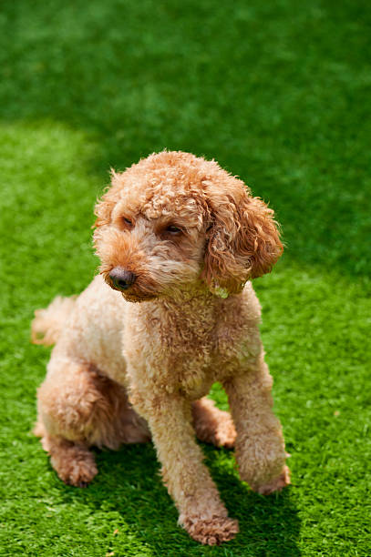 istock Curly-haired miniature poodle sits calmly on vibrant green grass during sunny afternoon 2219371299
