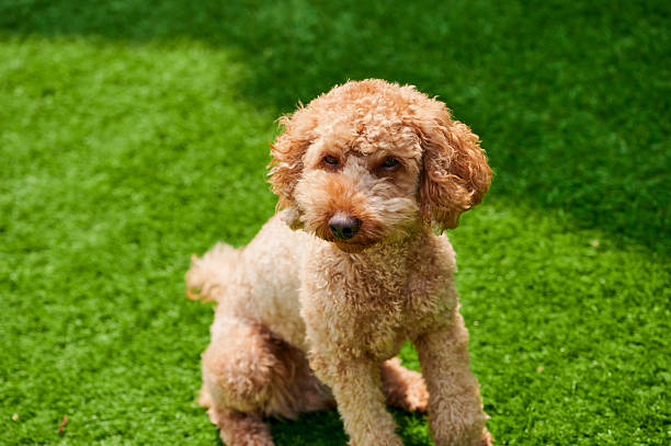 istock Happy poodle enjoys the sunny day on green artificial grass in a backyard setting 2219371300