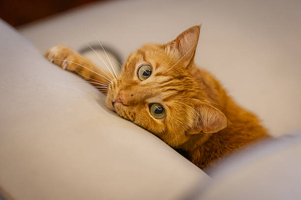 Ginger domestic cat is resting on couch in living room at home.