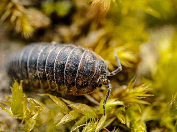 istock Nosy Pill Woodlouse in moss 2219373684