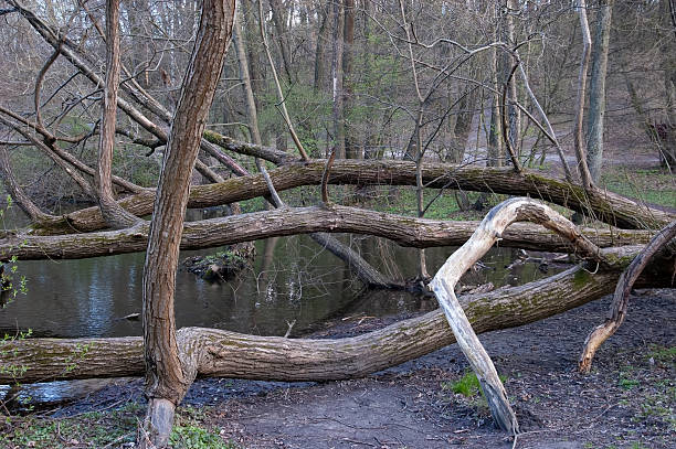 istock A muddy shoreline with a twisted, moss-covered fallen tree lying on it. The tree has dry, barkless branches, its state—alive or dead—is unclear. Beyond the shore, a clear lake is visible with old rotting stumps and scattered logs in the water. Across t 2219375088