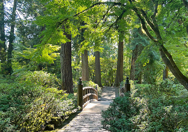 Japanese garden in early springtime with pink cherry blossoms reflected in pond and a bridge.