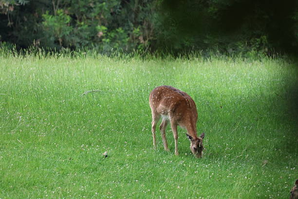 istock Deers grazing on a meadow 2219377160