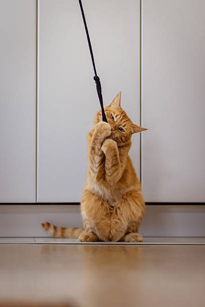 istock Ginger cat is playing with rope in living room. 2219377474