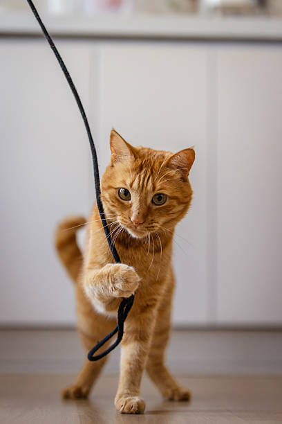 Ginger cat is playing with rope in living room.