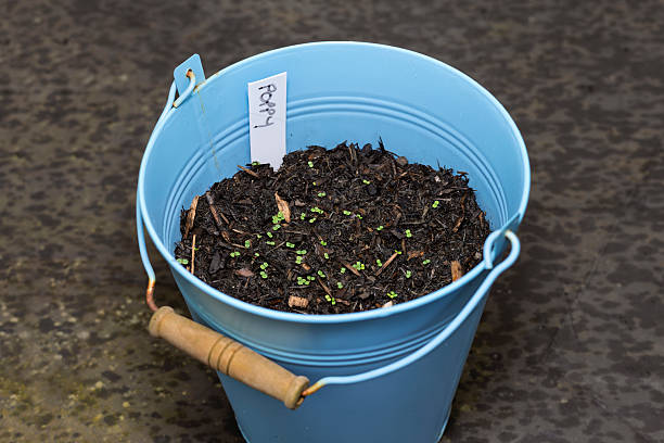 Tiny poppy seedlings emerge from compost in a blue bucket planter, marked with a plant label. Represents new life, growth, hope, and the start of a home gardening project. Perfect for spring themes