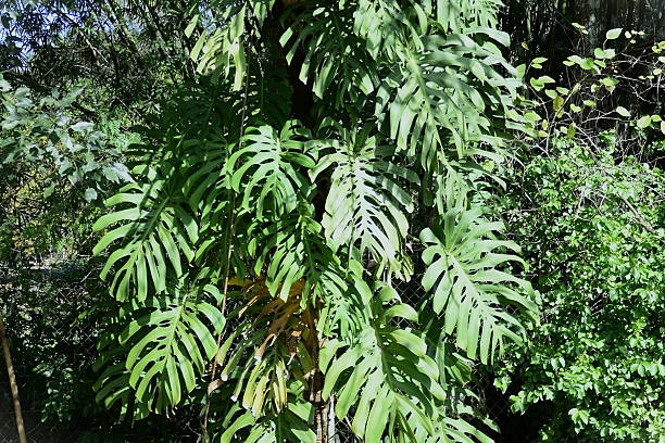 istock Monstera deliciosa foliage on tree trunk 2219379158
