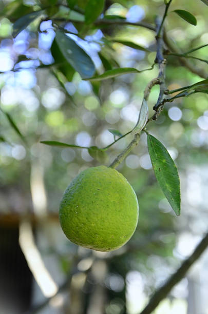 Fresh oranges on the tree in the garden.