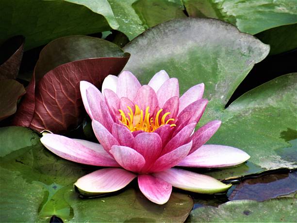 Water Lily.