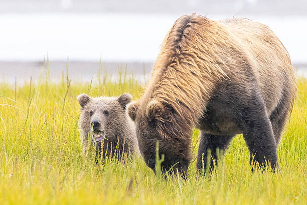 istock Coastal brown bear with cubs in Katmai National Park 2219380536