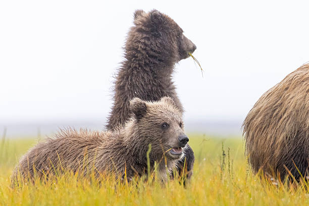 istock Coastal brown bear cubs in Hallo Bay 2219380568