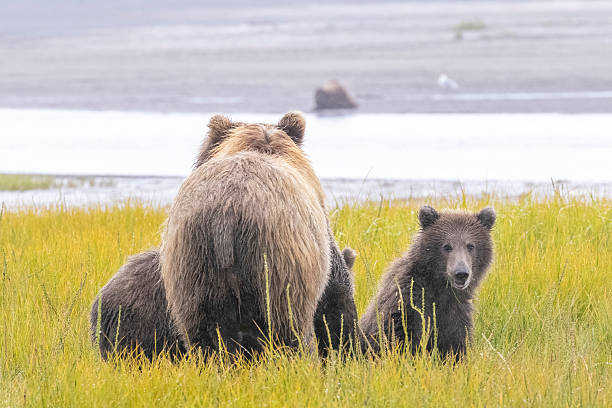 istock Coastal brown bear with cubs in Katmai National Park 2219380574