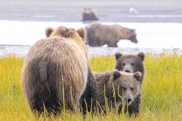 istock Coastal brown bear with cubs in Katmai National Park 2219380578