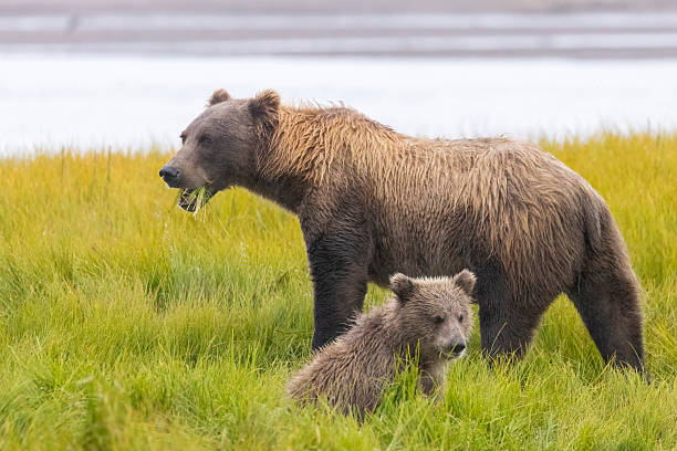 istock Coastal brown bear with cubs in Katmai National Park 2219380580