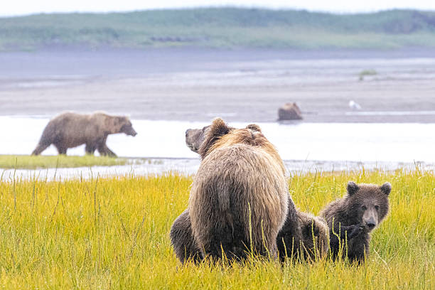 istock Coastal brown bear with cubs in Katmai National Park 2219380593