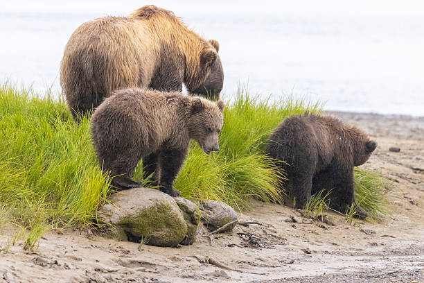 istock Coastal brown bear with cubs in Katmai National Park 2219380595