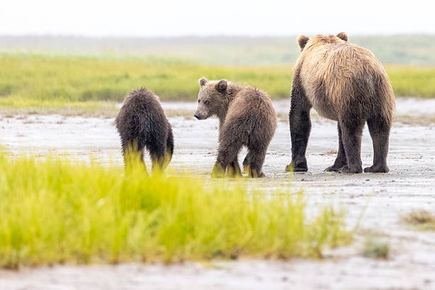 istock Coastal brown bear with cubs in Katmai National Park 2219380618