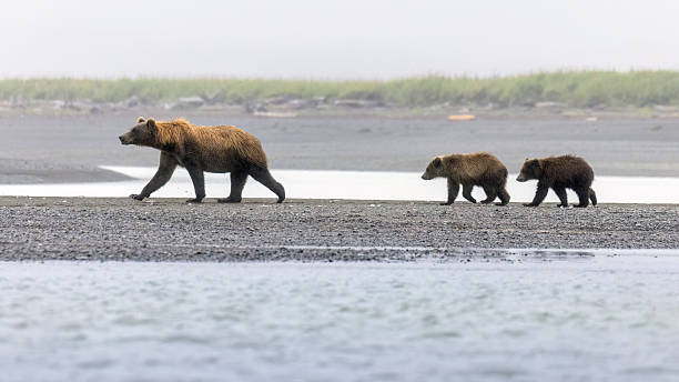 istock Coastal brown bear with cubs in Katmai National Park 2219380853