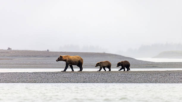 istock Coastal brown bear with cubs in Katmai National Park 2219380885