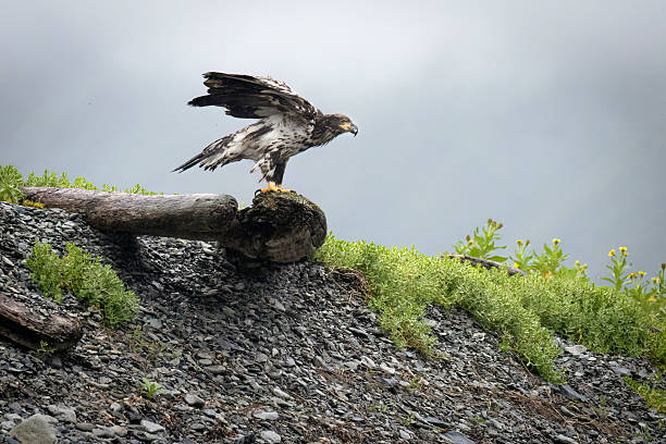A wild juvenile bald eagle in Katmai National Park in Alaska.