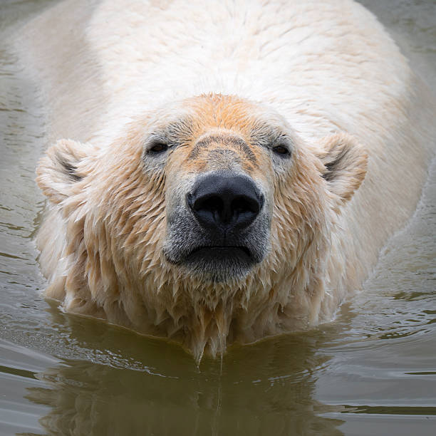istock Polar Bear Swimming in Water 2219382192