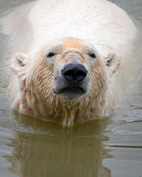 istock Polar Bear Swimming in Water 2219382197