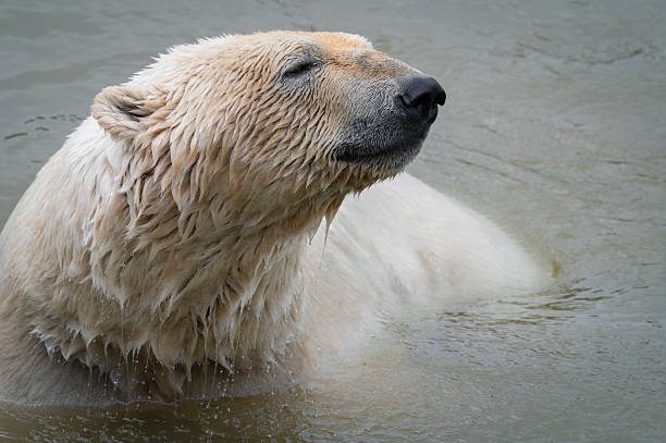 istock Polar Bear Swimming in Water 2219382219