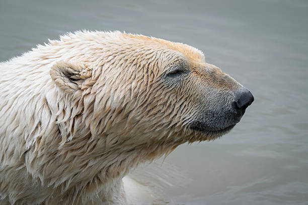 Polar Bear Swimming in Water