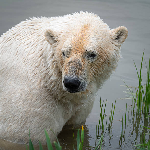 istock Polar Bear Swimming in Water 2219382241