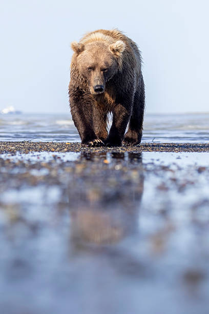 istock Coastal brown bear in Katmai National Park 2219382261