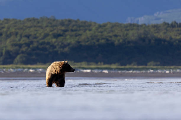 istock Coastal brown bear in Katmai National Park 2219382269