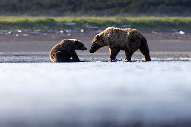 istock Coastal brown bear in Katmai National Park 2219382272