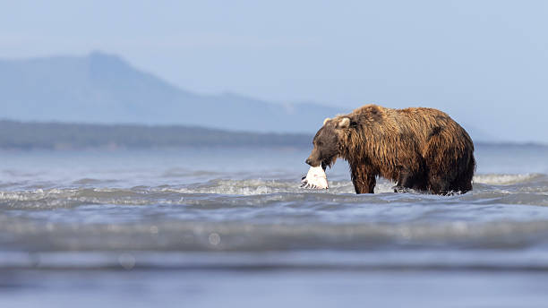 istock Coastal brown with a flounder in Katmai National Park 2219382296