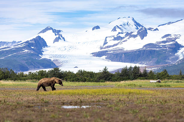 istock Coastal brown bear in Katmai National Park 2219382356