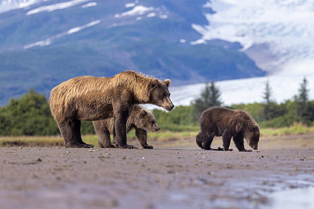 istock Coastal brown bear with her cubs in Hallo Bay 2219382363