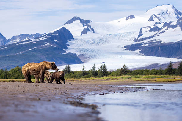 A Brown Bear mother (sow) in seen in this photo walking on an estuary beach.  The bear is looking towards the sun.  There are high mountains in the background.  This bear was photographed in Katmai National Park in Alaska.