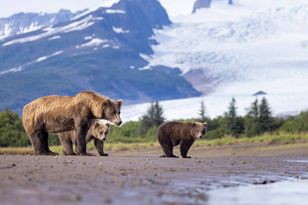 istock Coastal brown bear with her cubs in Hallo Bay 2219382376