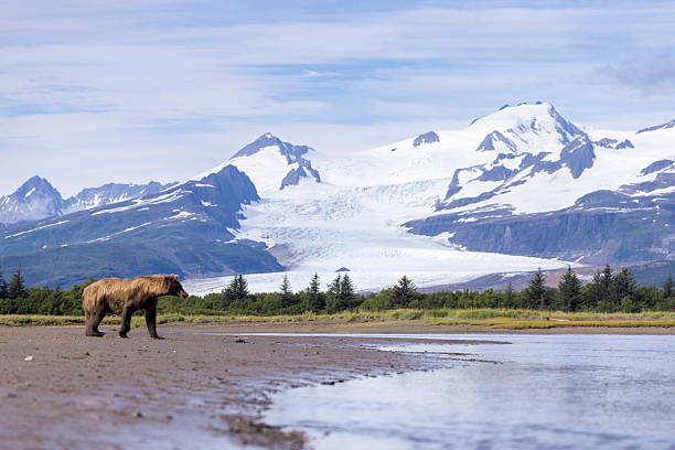 istock Coastal brown bear with her cubs in Hallo Bay 2219382377