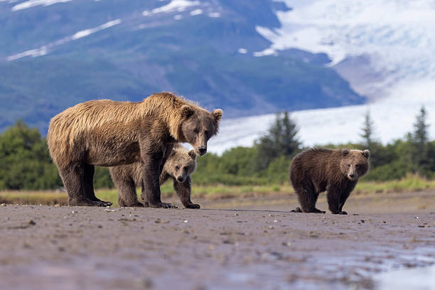 istock Coastal brown bear with her cubs in Hallo Bay 2219382380