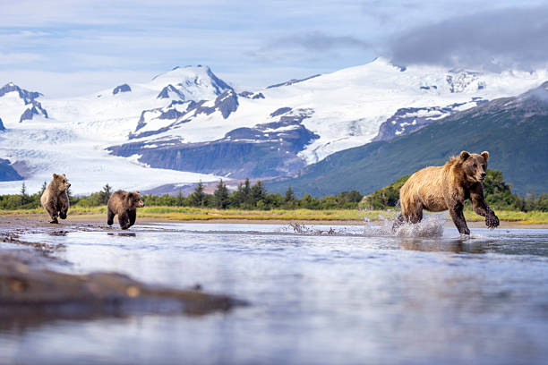 istock Coastal brown bear with her cubs in Hallo Bay 2219382393