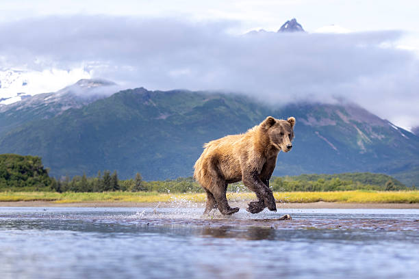istock Coastal brown bear in Katmai National Park 2219382398